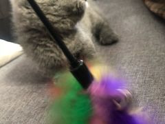 -宠爱多约克夏马尔济斯泰迪小型犬专卖