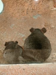 -酷嗒动物文化乐园(cutezoo西溪乐天城店)