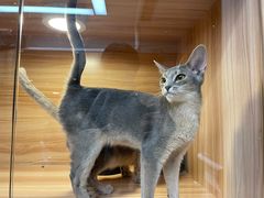 -猫十亿·布偶金渐层·曼基康矮脚猫舍(青年路店)