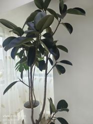 -HEYAN荷妍专业脱毛连锁机构
