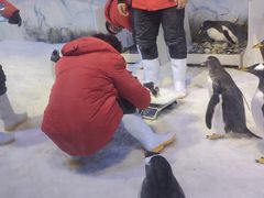 -芜湖新华联大白鲸海洋公园