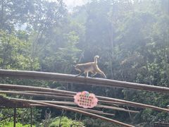-西双版纳原始森林公园