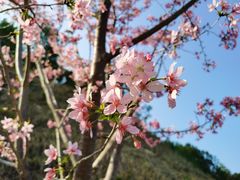 -广州市流溪河国家森林公园