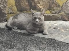 -猫岛主趣味餐厅(鼓浪屿店)