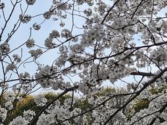 -高东镇樱花园