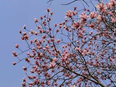 -后襄河公园