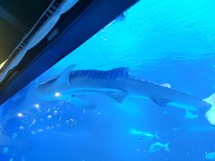 -烟台海昌鲸鲨海洋公园