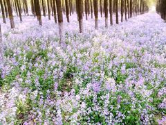 -苏家坨柳林村二月兰花海