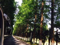 -黄海国家森林公园