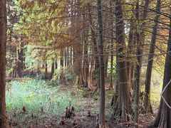 -溱湖国家湿地公园