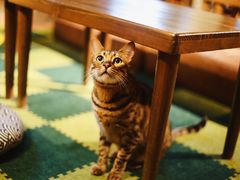 -猫猫幼稚园·撸猫·桌游·电玩