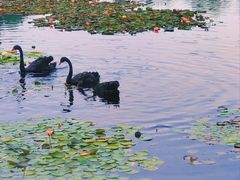 -上海辰山植物园