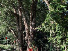 -石台牯牛降景区