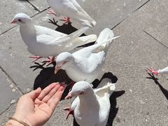 -天津妈祖文化园