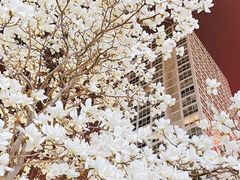 -Mesa Madre梅萨妈妈·Bintana(国贸店)