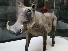 -国家自然博物馆