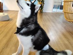 海参-Husky Go! 哈士奇体验馆·宠物咖啡厅狗咖