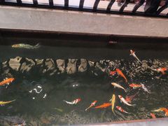 -龙悦湾酒家·八阵鱼生·渔人码头店
