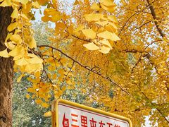 -三里屯东五街银杏大道