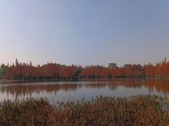 -白鹭湾湿地公园