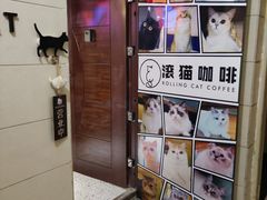 -滚猫咖啡·猫咖·猫友好撸猫(未来城店)