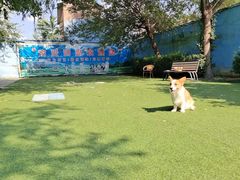 -宠物寄养训练学校