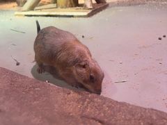 -正佳雨林生态植物园