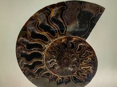 -青岛贝壳博物馆