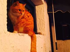 -Sirena海妖日咖夜酒