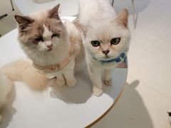 -怪兽屋·羊驼·猫咖·狗咖(俊华广场店)