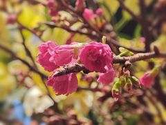 -深圳威尼斯英迪格酒店