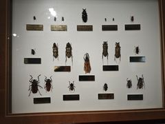 -上海昆虫博物馆