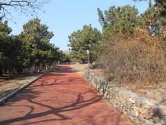 -云岗森林公园
