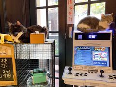 -猫色咖啡·猫咖