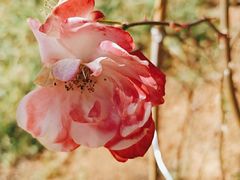 -名花谷生态庄园