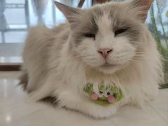 -共舞时光猫咖·狗咖(新街口店)
