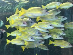 -悉尼海洋生物水族馆