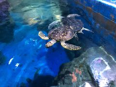 -烟台海昌鲸鲨海洋公园