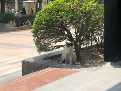 -星巴克(美丽华花园店)
