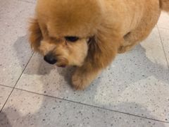 -FAELING PETS美天灵宠物(富力广场店)