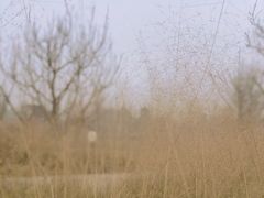 -白鹭湾湿地公园