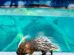 -清迈夜间动物园