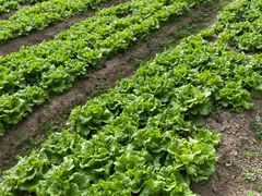 -前小桔亲子创意农场·草莓采摘·露营烧烤