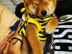 -逗柴咖啡屋·狗咖猫咖宠物桌游