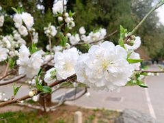 -香山公园