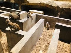 -zoonana室内动物园(东方福来德店)