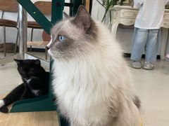 -共舞时光猫咖·狗咖(新街口店)
