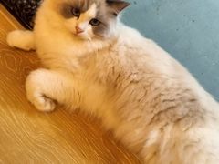 -猫咪派对(江南西店)