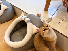-Let's go狗咖·猫咖·奶狗·桌游(春熙路IFS店)