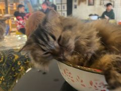 -平行世界·猫咖(首经贸店)
